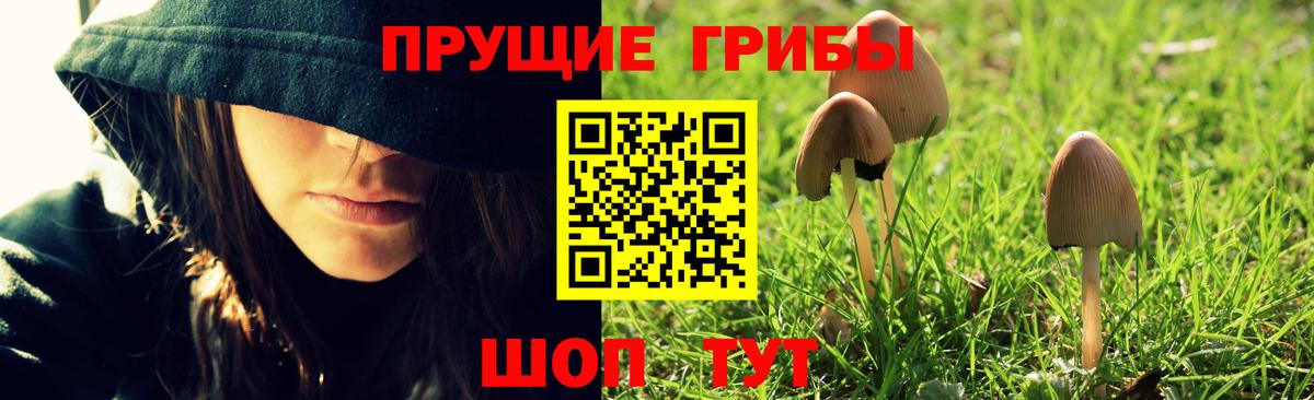 Брянск  Псилоцибиновые грибы Cubensis  Вход с VPN 
